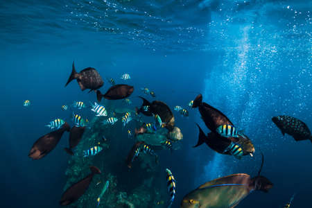 School of tropical fish in blue ocean. Underwater sea world with fishes.