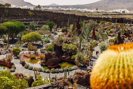 Cactus garden with rare plants in Lanzarote island at Canary Islands