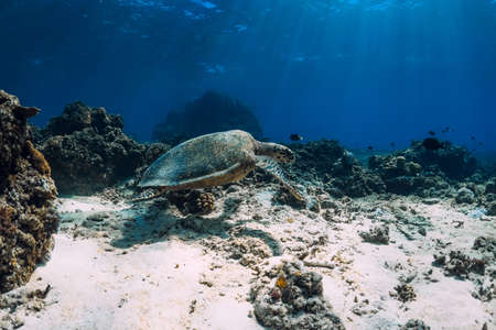 Green sea turtle in blue ocean. Turtle underwaterの写真素材