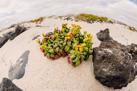 Sandy beach with ocean and blooming plants in Lanzarote.の写真素材