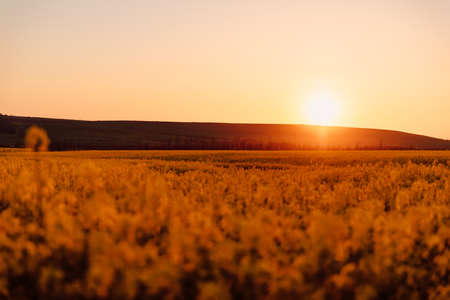 Blooming rapeseed field with sunset light. Yellow flowersの写真素材