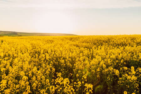 Blooming rapeseed field with sunset light. Yellow flowersの写真素材