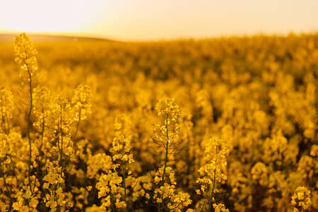Blooming rapeseed field with warm sunset light. Yellow flowers backgroundの写真素材