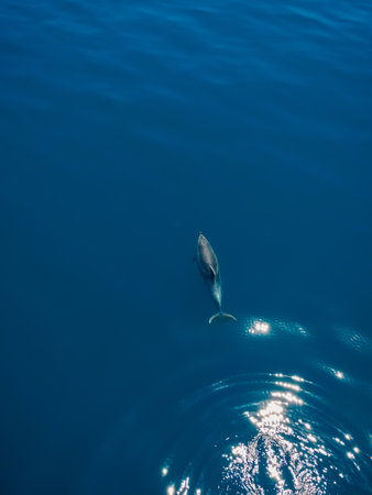 Aerial view of Bottlenose dolphin in blue sea. Aquatic animal in Black seaの写真素材
