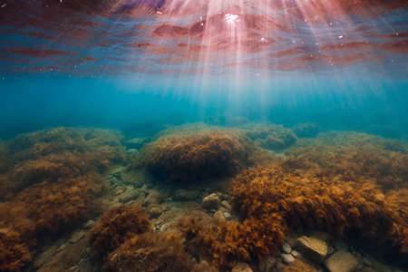 Underwater scene with seaweed, sun rays and transparent ocean water.の写真素材