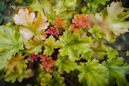 Colorful heuchera plant in summer garden. Evergreen flowerの写真素材