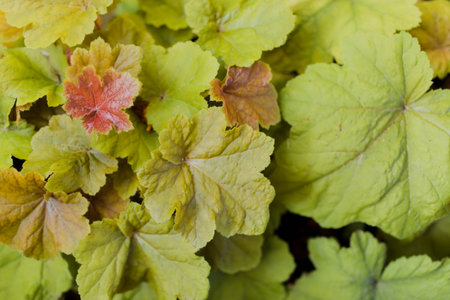 Colorful heuchera plant in summer garden. Evergreen flowerの写真素材