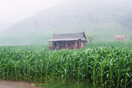 June 12, 2021. Sumbawa, Indonesia. House of Sumbawa people and corn fieldのeditorial素材