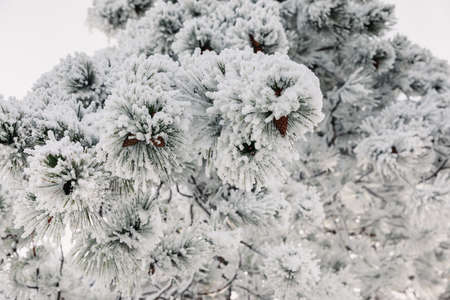 Winter forest with snowy pine trees. Frozen branches with snow in December.の写真素材