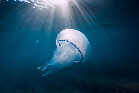 Jelly fish underwater with sun rays in blue oceanの写真素材