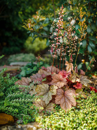 Red heuchera and evergreen plants in summer garden.の写真素材