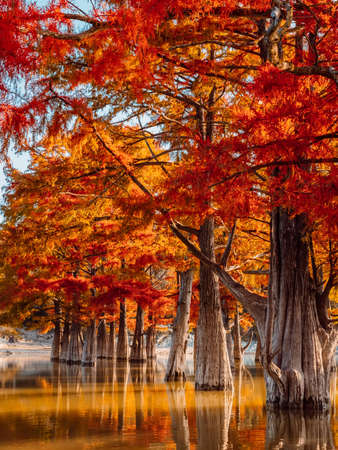Taxodium distichum with red needles in Sukko, Russia. Autumnal swamp cypresses and lake with reflection.の写真素材