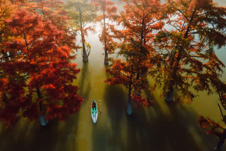 Aerial view with woman on paddle on stand up paddle board at the lake with Taxodium distichum trees in autumnの写真素材