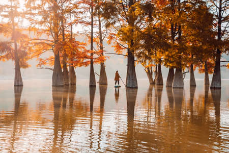 Woman on paddle board at the lake with fog and autumnal Taxodium distichum treesの写真素材