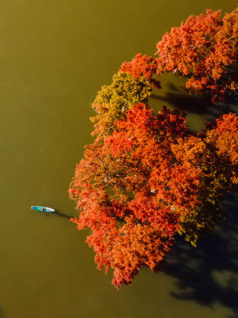Aerial drone view with woman on SUP board in lake with autumnal Taxodium distichum treesの写真素材