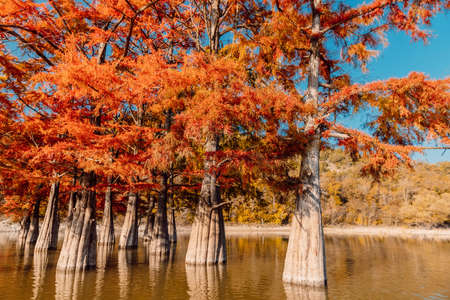 Orange Taxodium trees in water. Autumnal swamp cypresses on lake with reflection.の写真素材