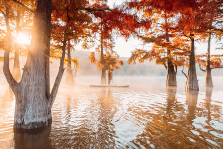 Happy woman with paddle on SUP board at sunrise and autumnal Taxodium distichum trees in lakeの写真素材