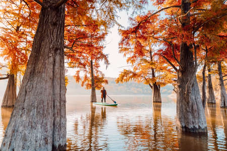 Woman on paddle board on lake with fog and autumnal Taxodium distichum treesの写真素材