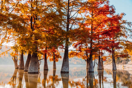 Swamp Taxodium with red needles and reflection on water. Autumnal trees in lake.の写真素材