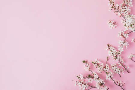 Spring frame of blooming tree branches with white flowers on pink background. Flat lay, top view.の写真素材