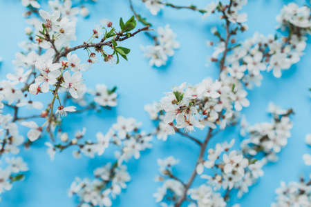 Blooming spring white flowers on blue background. Flat lay, top view. spring time background.の写真素材