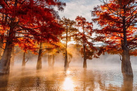 Taxodium distichum with red needles in Florida. Swamp cypresses on lake with reflection.の写真素材