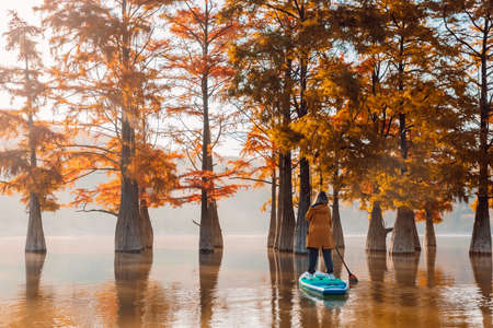 Traveler on paddle board at the lake with swamp trees. Woman float on SUP boardの写真素材