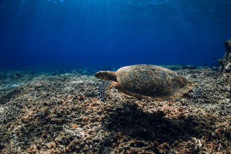 Green sea turtle swim underwater at the deep over coral reef in blue ocean.の写真素材