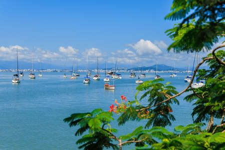 Sunny day at coastline with tree and quiet ocean with sailboats in Brazil.の写真素材