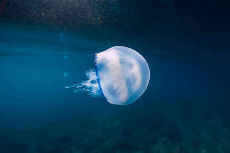 Rhizostomeae Jellyfish glides underwater in deep blue oceanの写真素材