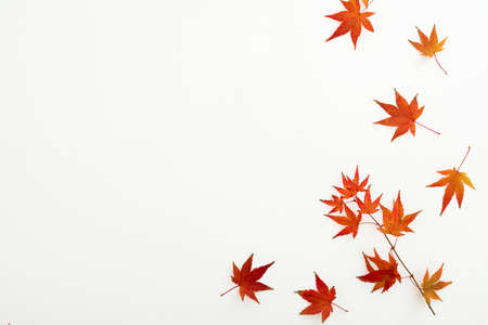 Autumnal concept with fall leaves on white background. Flat lay, top view. Thanksgiving day concept.