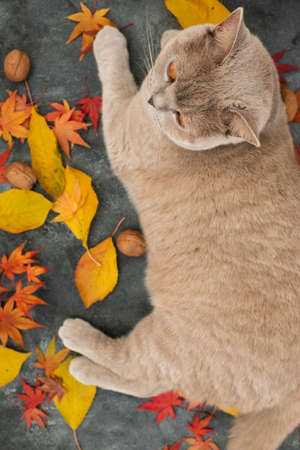 Cute cat on dark background. Scottish cat with autumnal fall leavesの写真素材
