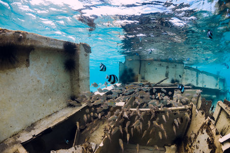 Tropical fishes at wreck of boat underwater in blue oceanの写真素材