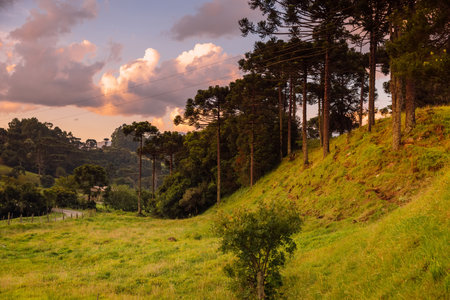 Clouds with sunset colors araucaria trees and forest in Santa Catarina, Brazil.の写真素材
