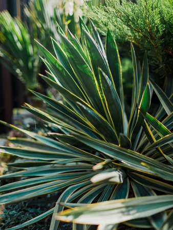 Leaves of Yucca gloriosa in summer garden with sun light