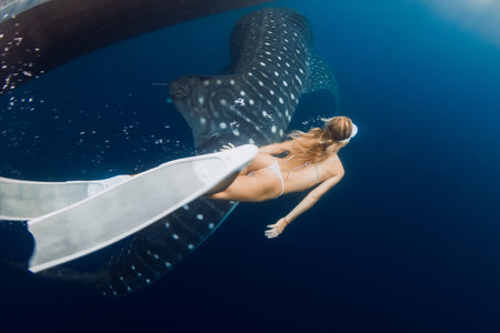 Young slim woman and whale shark in blue ocean. Silhouette of giant shark underwater and beautiful ladyの写真素材