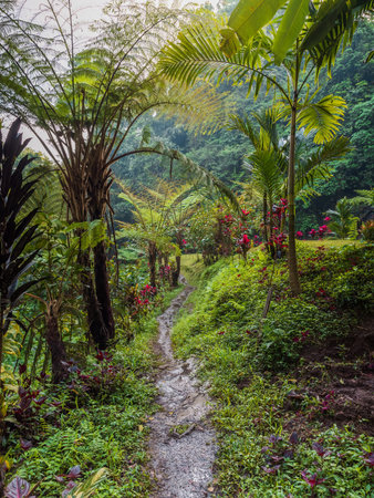 Jungle rainforest with exotic plants in tropical islandの写真素材