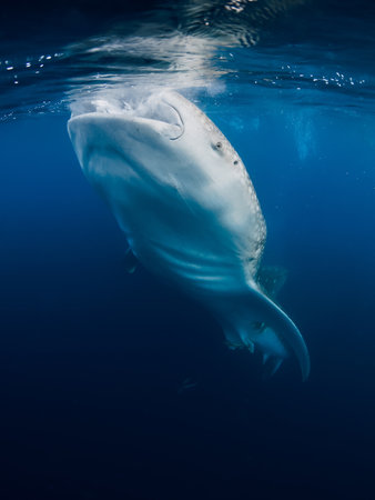 Whale shark eating plankton in blue ocean. Giant Whale shark swimming underwaterの写真素材