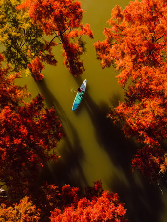 Taxodium trees in autumn with traveller on stand up paddle board at the lake. Aerial viewの写真素材