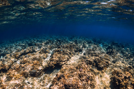 Aquatic life with coral reef underwater tropical blue oceanの写真素材