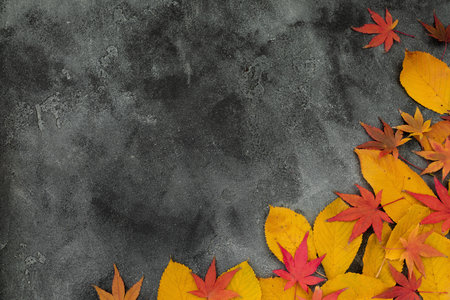 Thanksgiving day concept. Fall bright leaves on dark background. Flat lay, top view