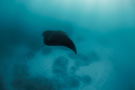Manta ray swim freely in open ocean. Giant manta ray floating underwater in the tropical ocean