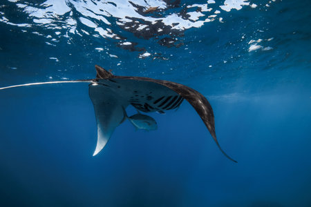 Manta ray glides in ocean with small fish. Snorkeling with giant manta in blue oceanの写真素材