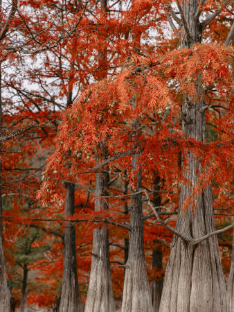 Autumnal park with Taxodium distichum and branches with orange fall needles. Swamp cypresses in United Statesの写真素材