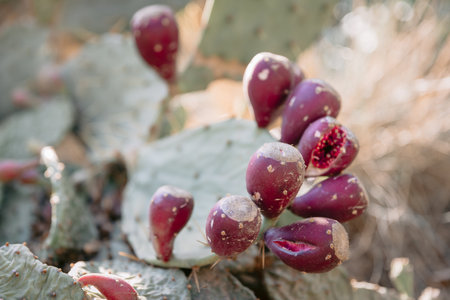 Cactus close-up with fruits. Prickly pear cactus plant exposed to sunlight in gardenの写真素材