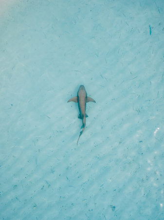 Nurse shark in blue ocean on shallow water. Aerial viewの写真素材