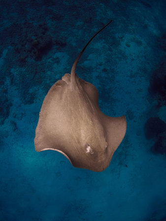 Stingray underwater in French Polynesia or Maldives. Sting ray swim with fishes in ocean