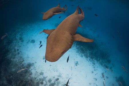 Nurse sharks in tropical ocean. Sharks in Maldivesの写真素材