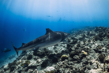 Tiger Shark swim in blue ocean. Diving with sharks in Maldivesの写真素材
