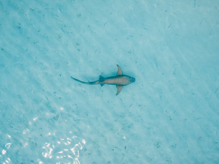 Nurse shark swims in blue ocean on shallow water. Aerial viewの写真素材